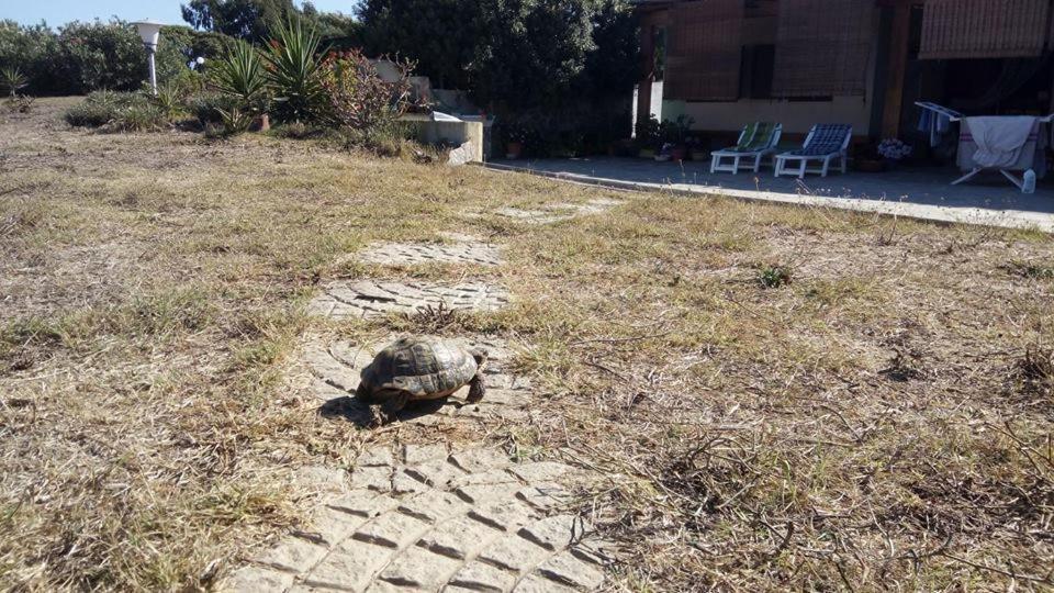 Affittacamere Casa Maica Stintino Eksteriør bilde