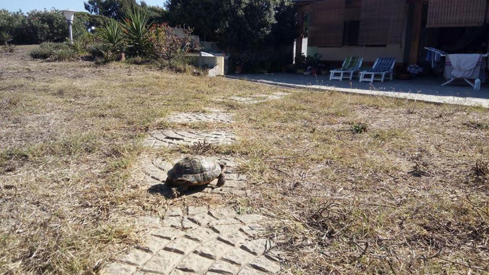 Eco Affittacamere Casa Maica Eco Guesthouse Stintino Eksteriør bilde